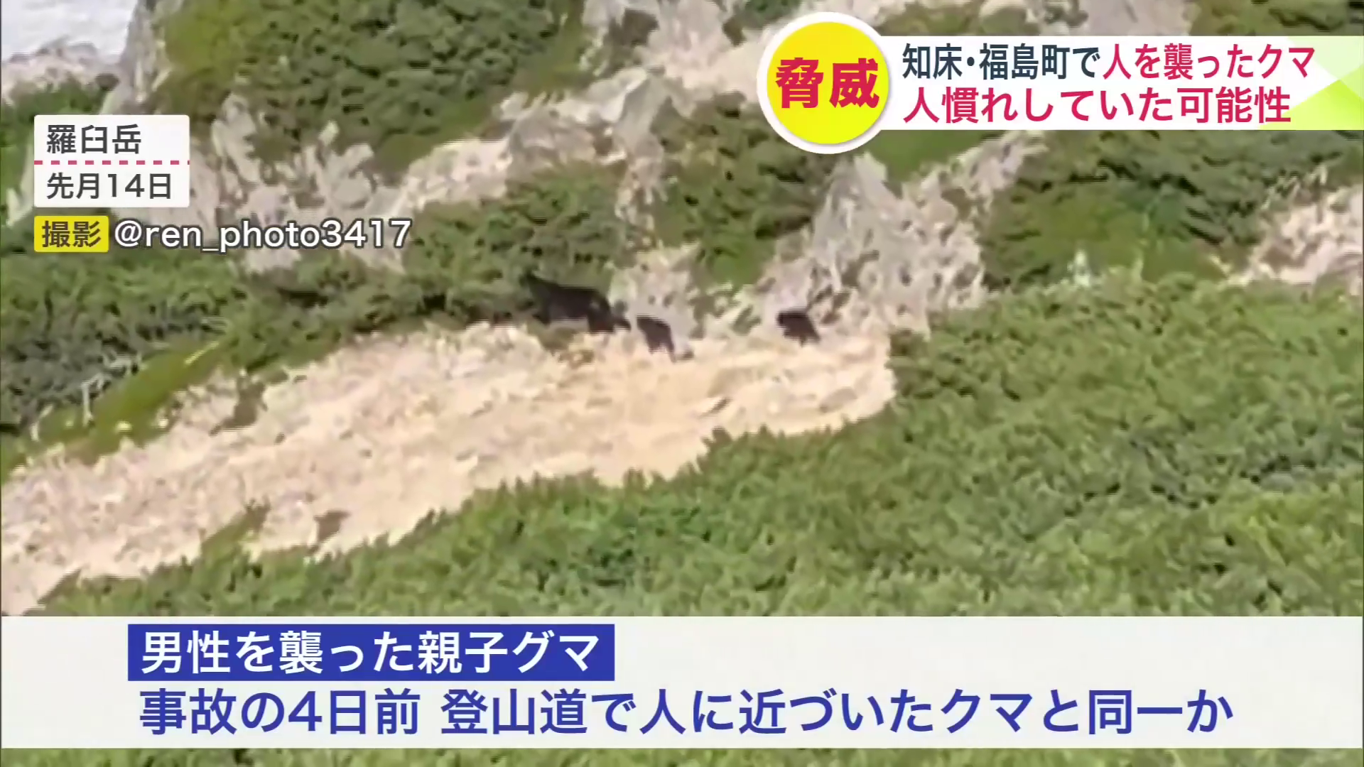 羅臼岳で7月14日に目撃された親子グマ(撮影:@ren_photo3417)