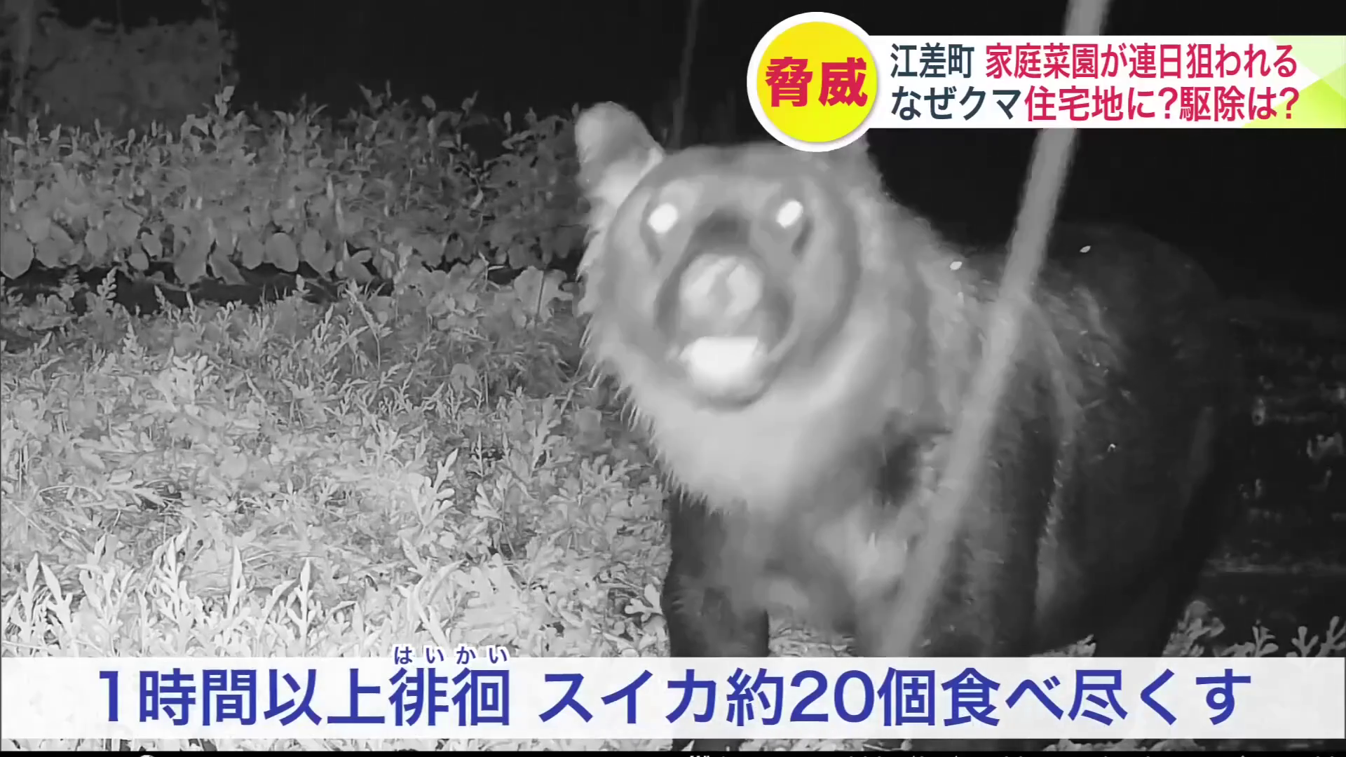 江差町柳崎町にも家庭菜園のスイカを食い荒らすクマが出没