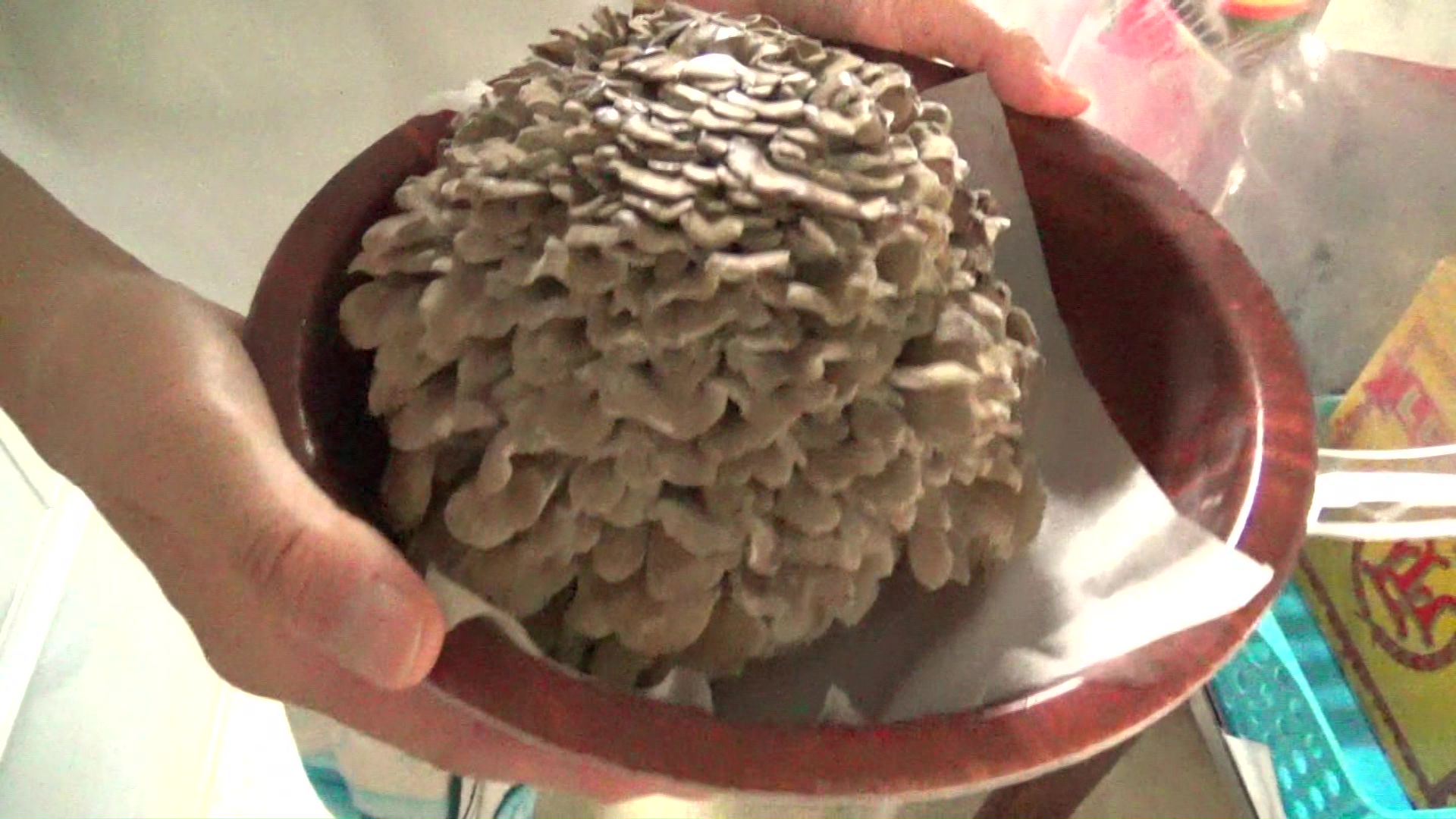 くるるの杜で買ったマイタケ