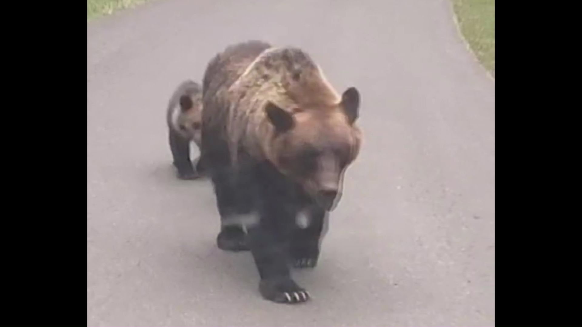 迫るヒグマの脅威】最前線に立つ「ヒグマ防除隊」隊長が語る現場の
