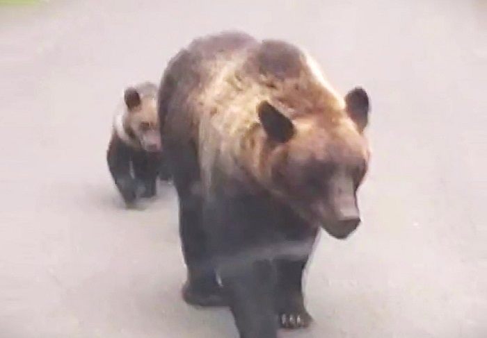 駆除に苦情が相次いだ(羅臼岳周辺で目撃された親子グマ 撮影:視聴者)