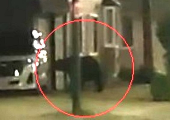 上ノ国町の住宅前を徘徊するクマ（撮影：視聴者）