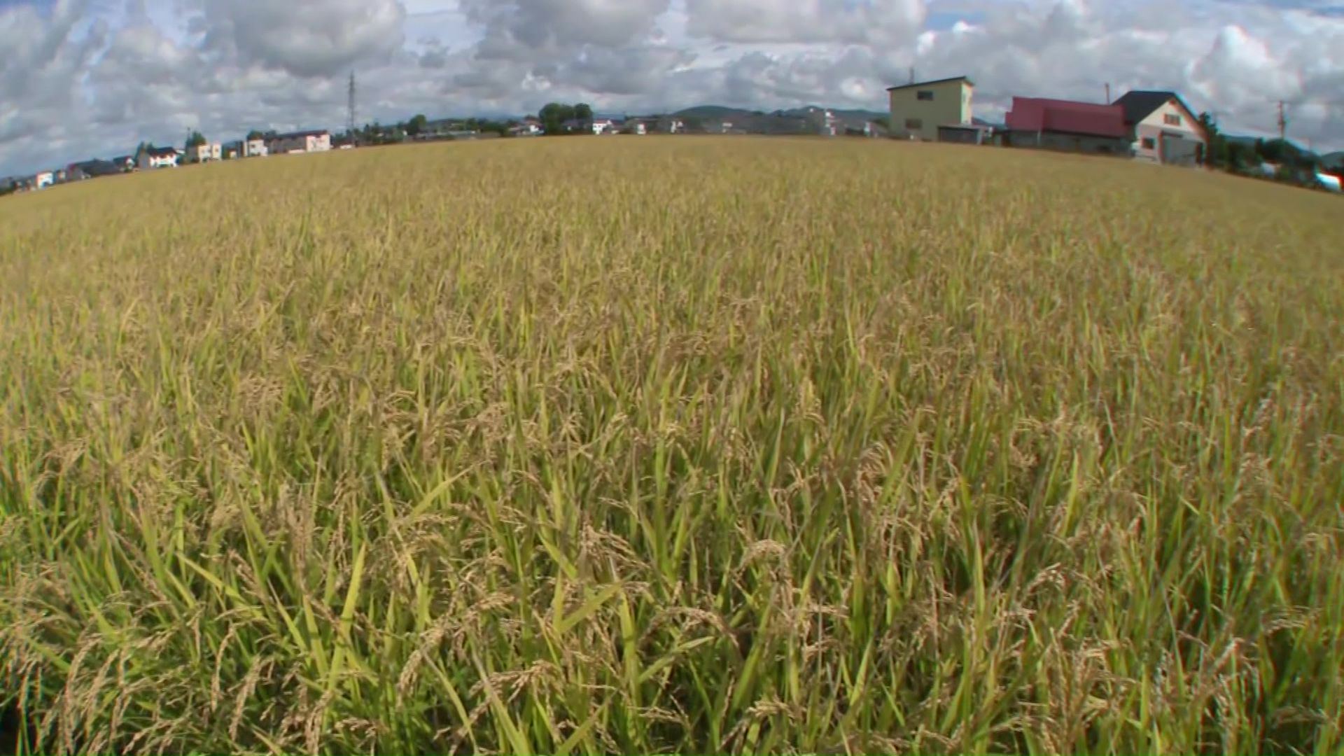 政府はコメの増産に舵を切った