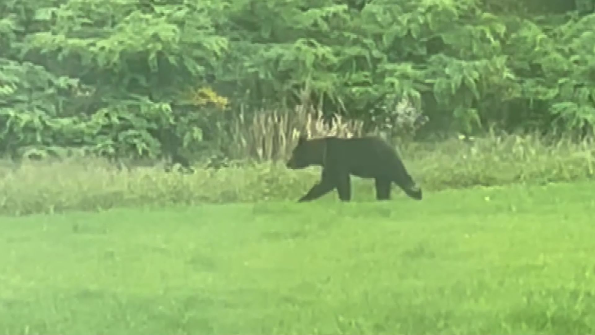 クマの目撃が相次ぐ