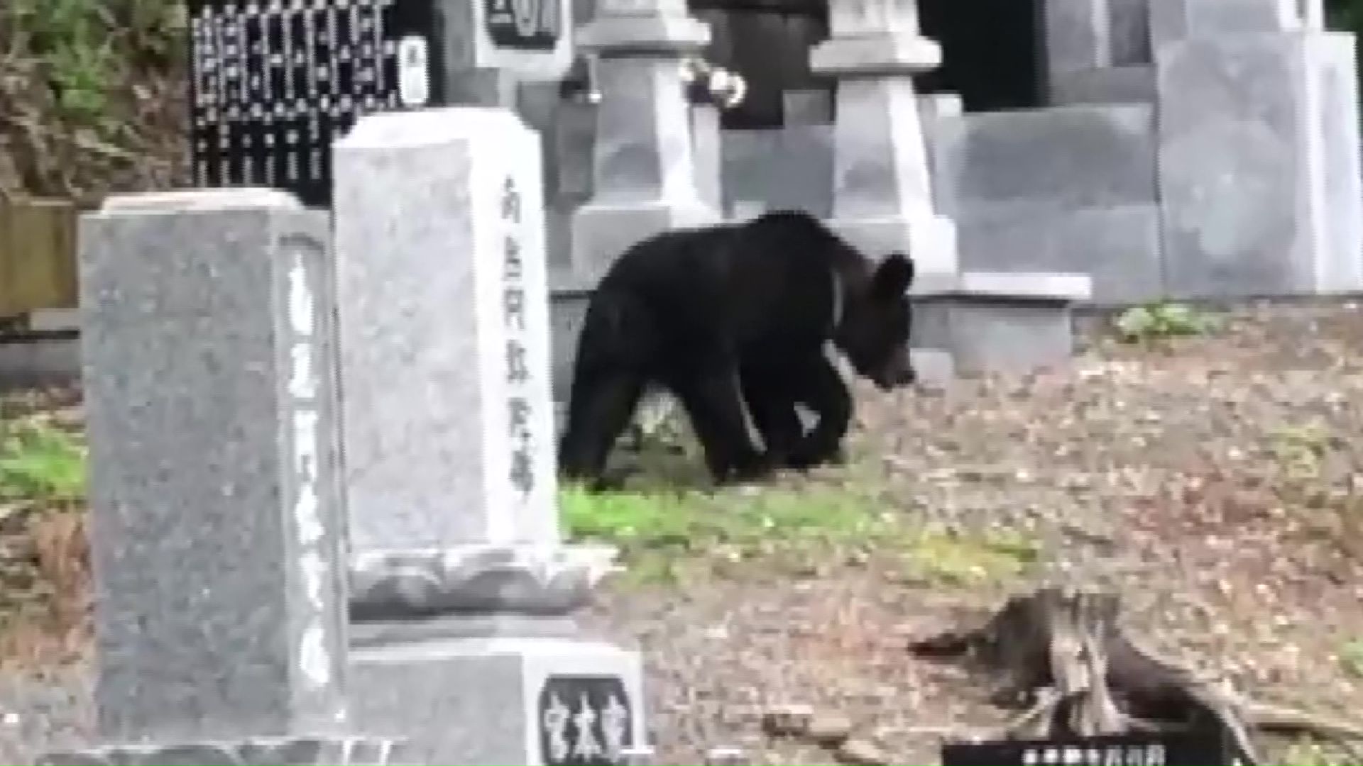 学校の北側にある寺で目撃されたクマ