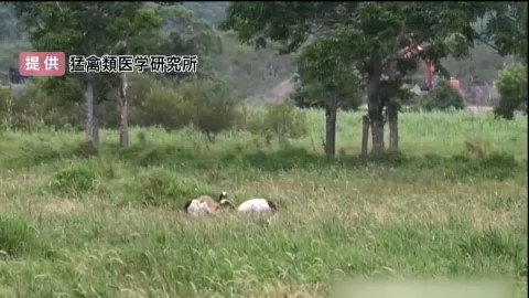 現場近くでは貴重な野鳥も確認(提供:猛禽類医学研究所)