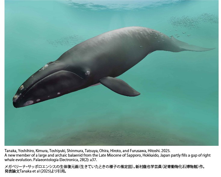メガベリーナ・サッポロエンシスの生体復元画（生きていたときの様子の推定図）＝新村龍也学芸員（足寄動物化石博物館）作。発表論文Tanaka et al（2025）より引用。