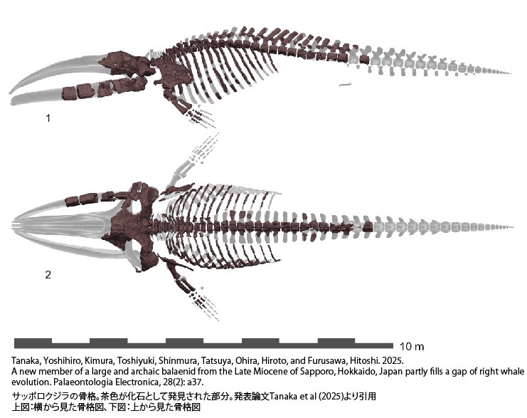 サッポロクジラの骨格。茶色が化石として発見された部分。発表論文Tanaka et al(2025)より引用