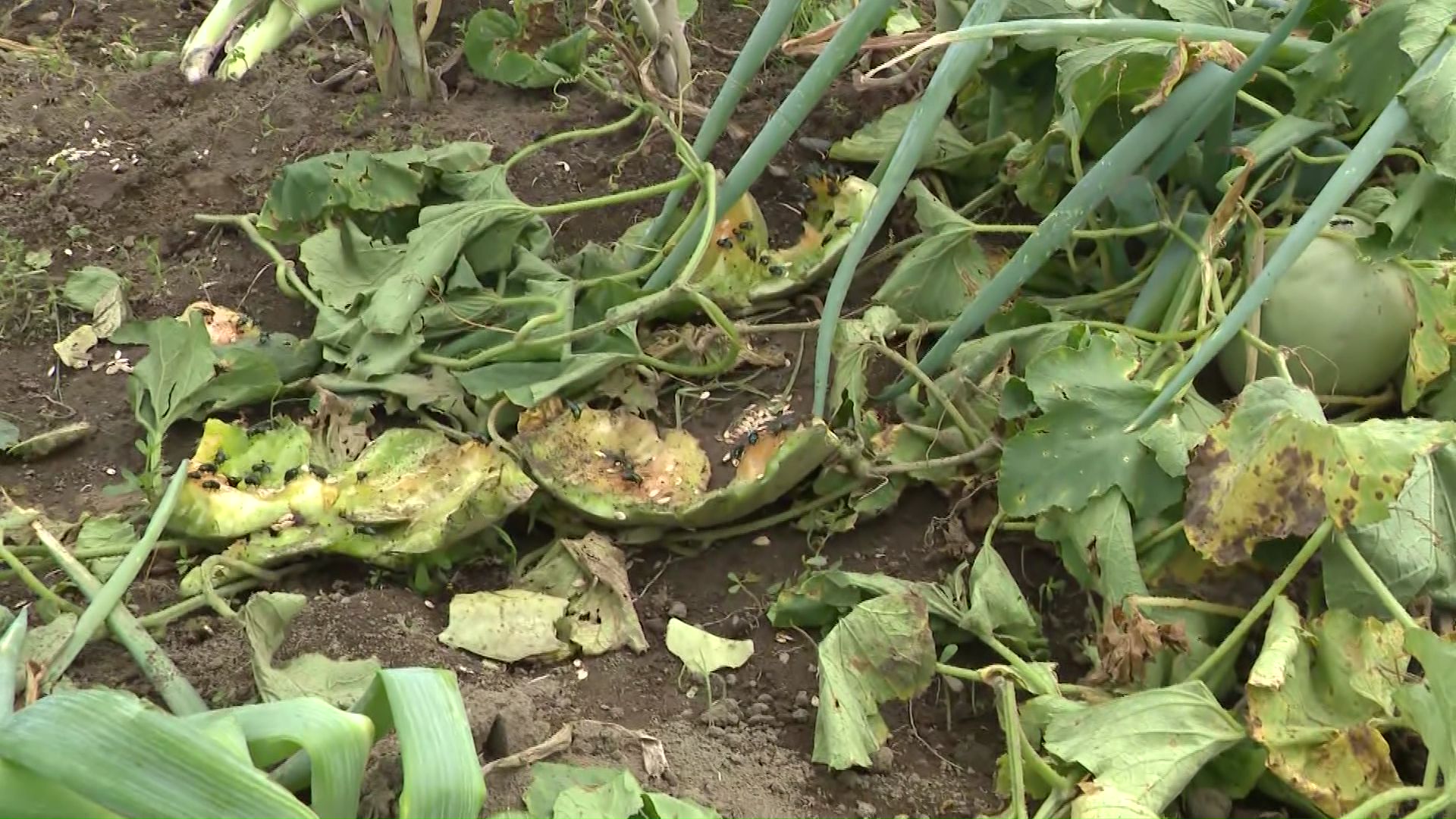 メロン20個以上が食い荒らされる