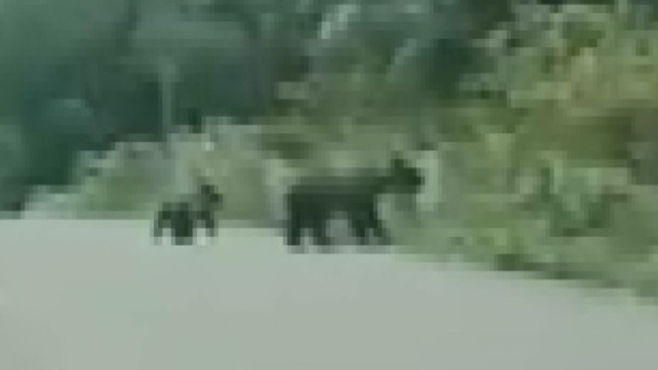 道路を横切る親子とみられる2頭のクマ(撮影:視聴者)