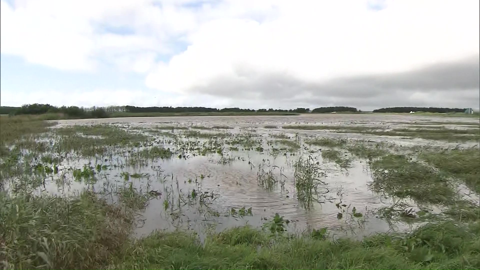 牧草地も浸水被害に