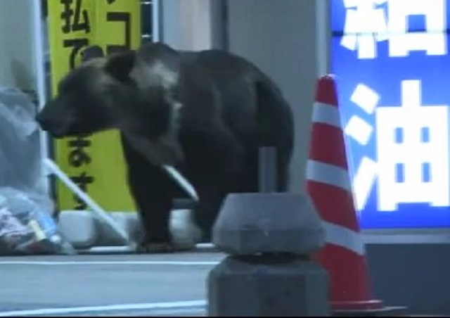 市街地にクマ…自治体や警察の対応は