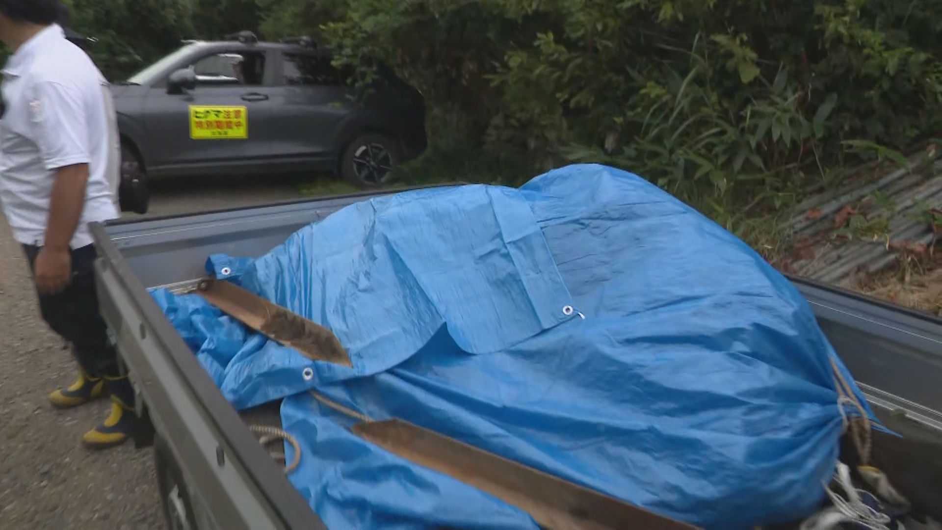 捕獲されたヒグマ(江差町、9時20分ごろ)