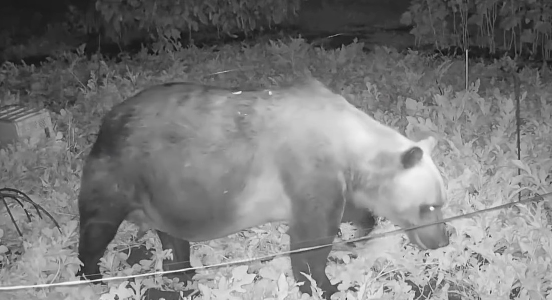 北海道ニュースUHBが設置したカメラに記録されていた食害グマ(江差町、8月17日撮影)