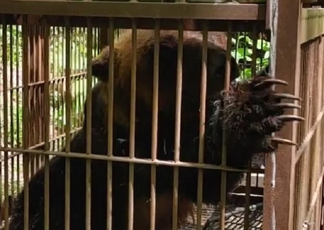 箱ワナで捕獲されたクマ(提供:ファーミングサポート北海道)