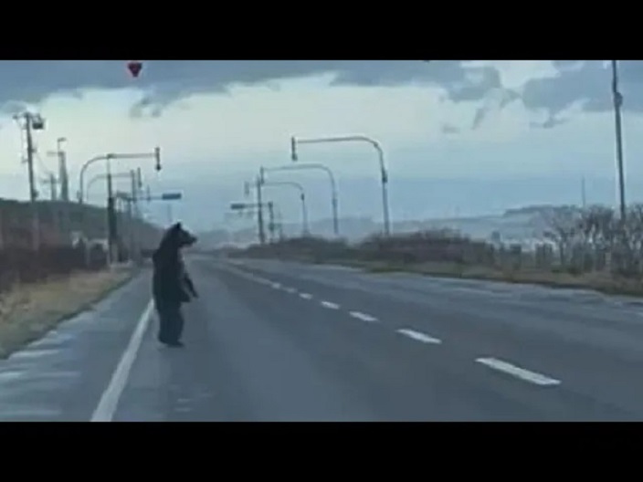 ヒグマよ 海を見つめ何を思う…