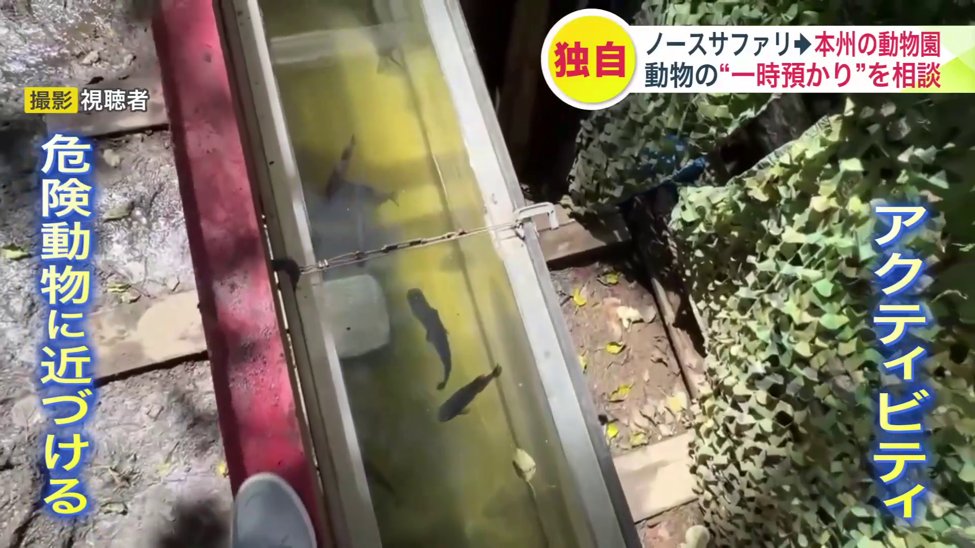 ピラニアに近づけるアクティビティ(撮影:視聴者)
