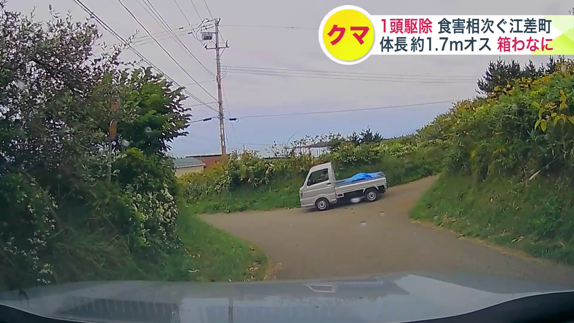 駆除されたクマを乗せ運んでいく車