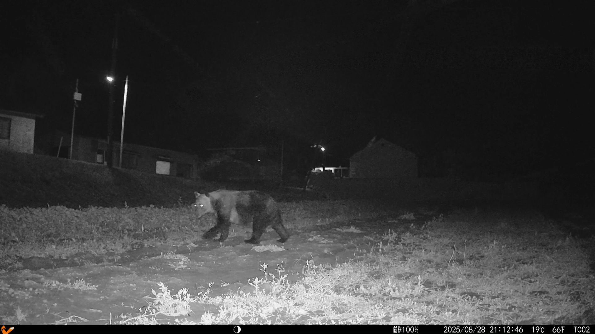 駆除現場から約2km離れた畑で目撃されたクマ