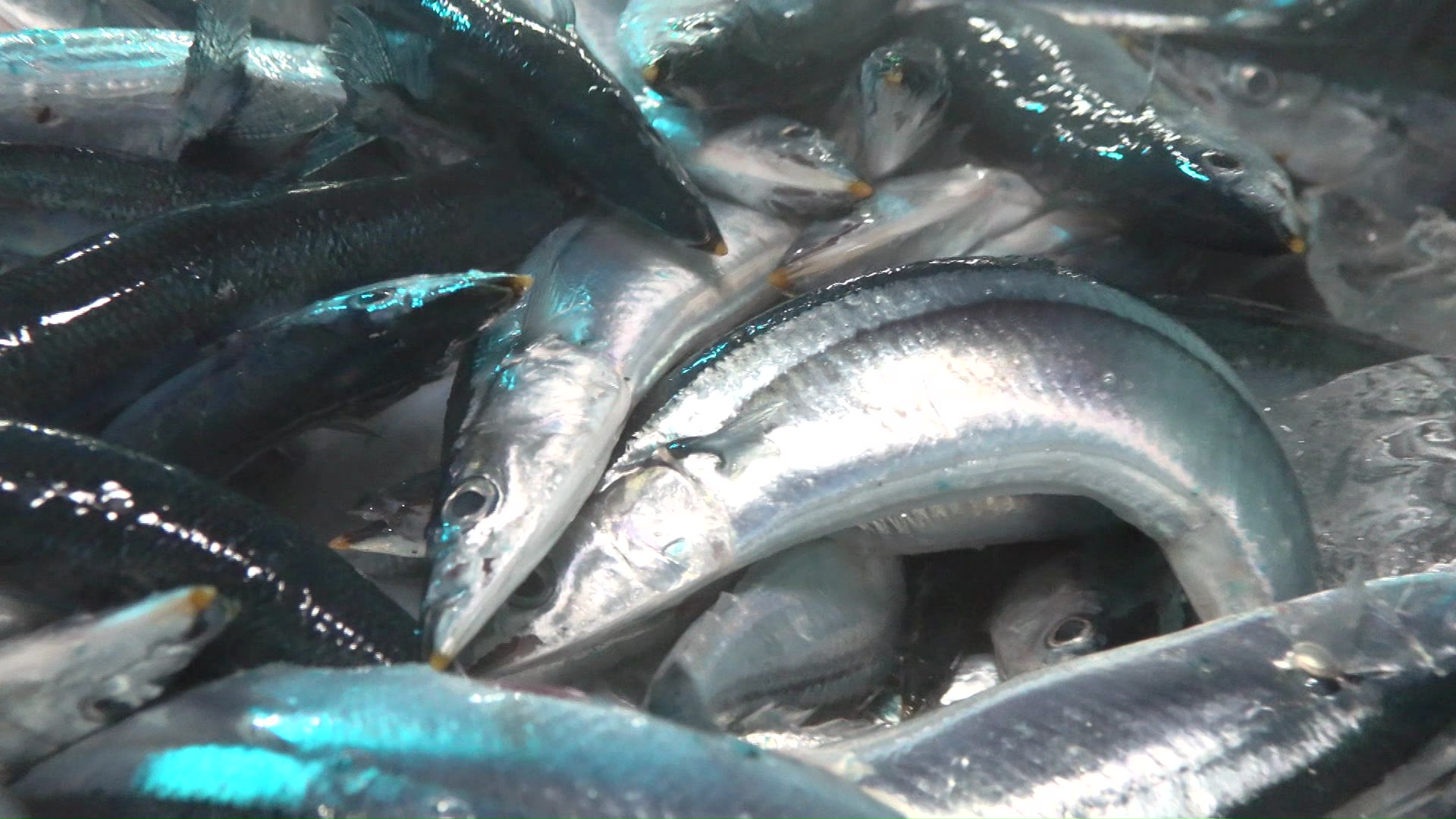 2025年は連日のように豊漁が続く