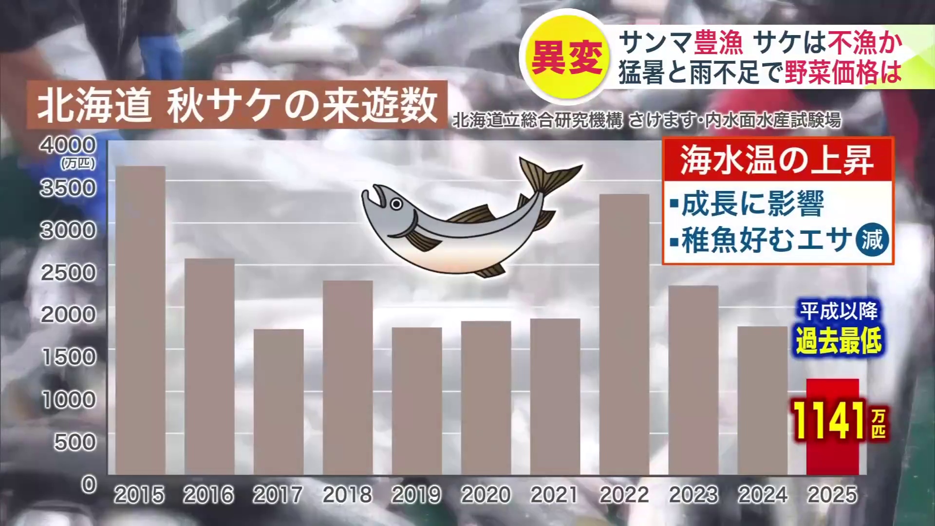 2025年の秋サケ来遊量は2024年から4割減る予測