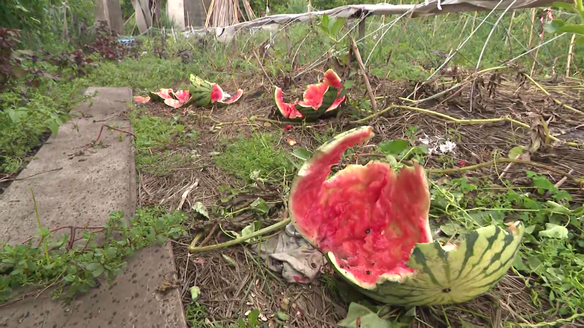 クマに荒らされた畑