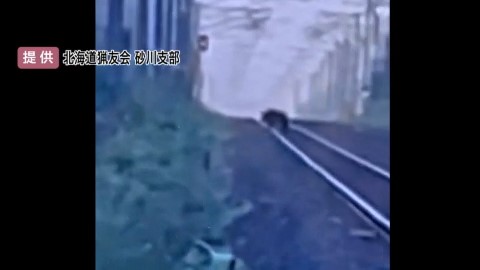 線路上を歩くクマ（提供：北海道猟友会 砂川支部）
