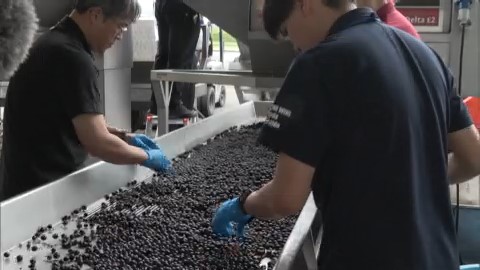 ブドウの選別作業