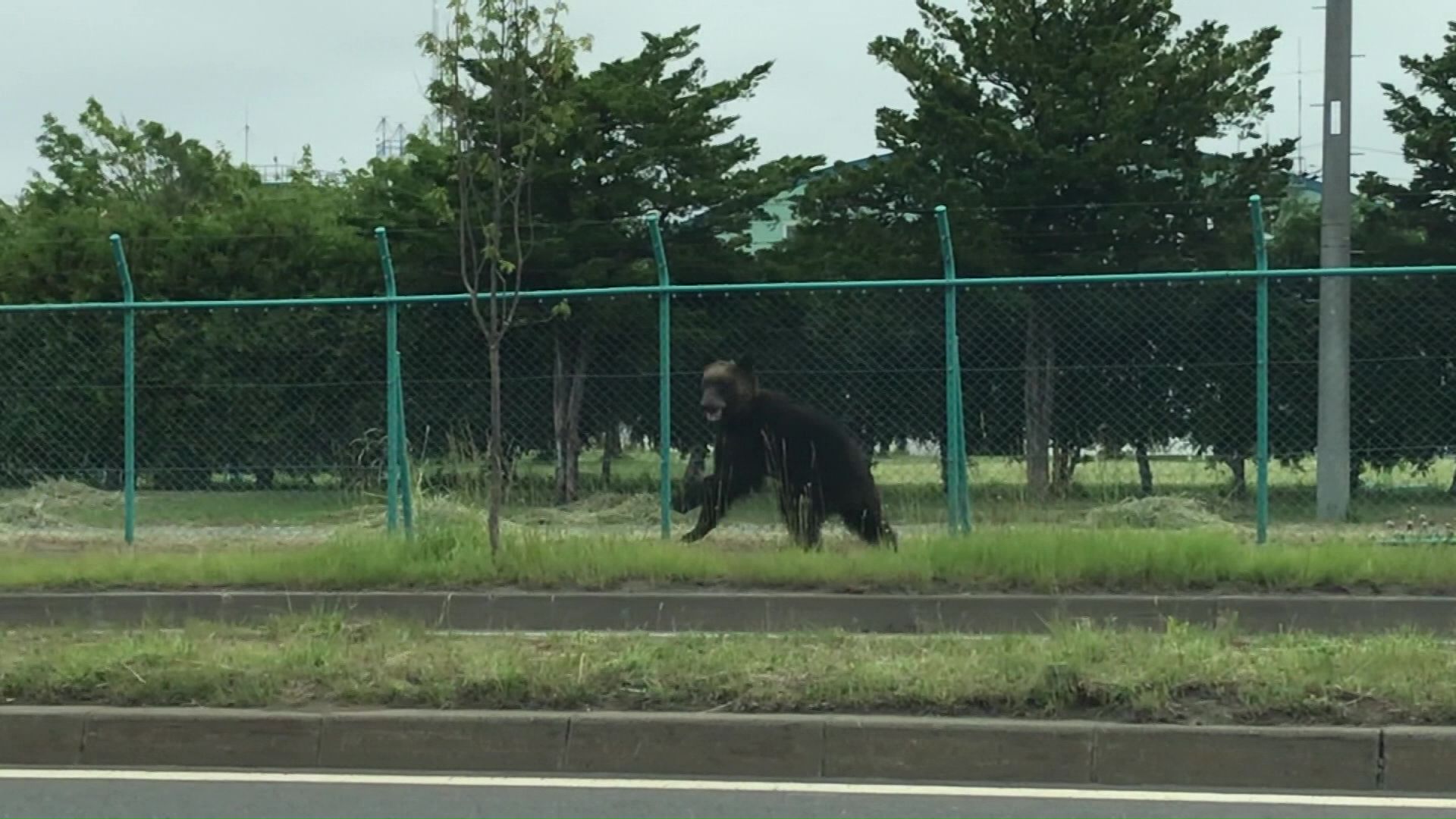 市街地に出没したクマを猟銃駆除できる“緊急銃猟”約2900万円を計上（資料）