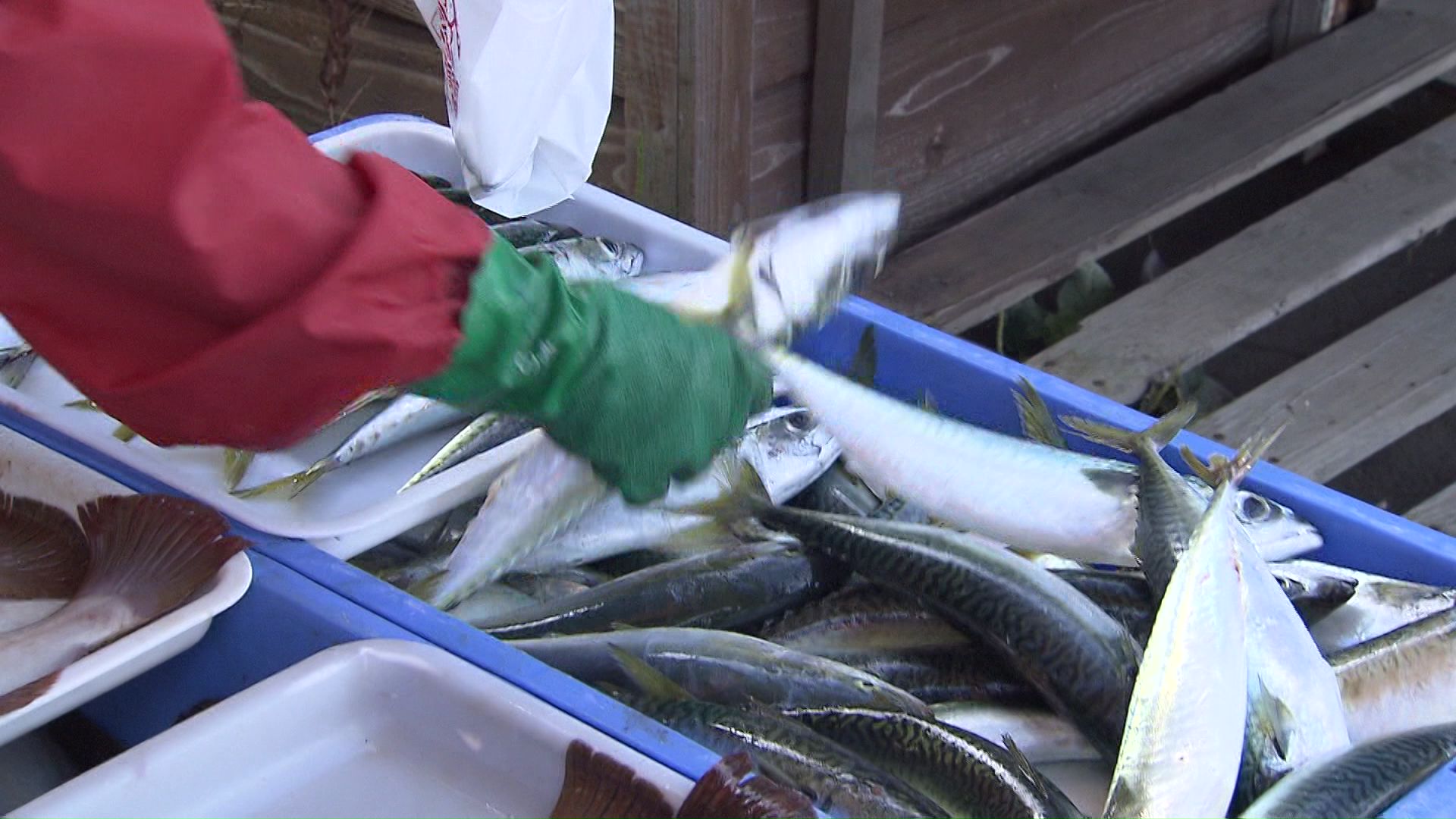 サバを無料でサービス