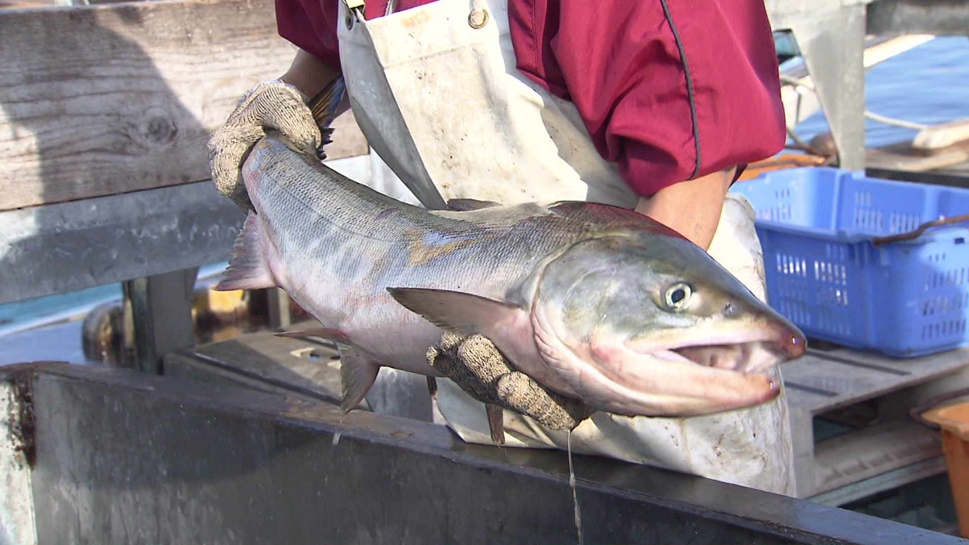 新鮮なものをお得に