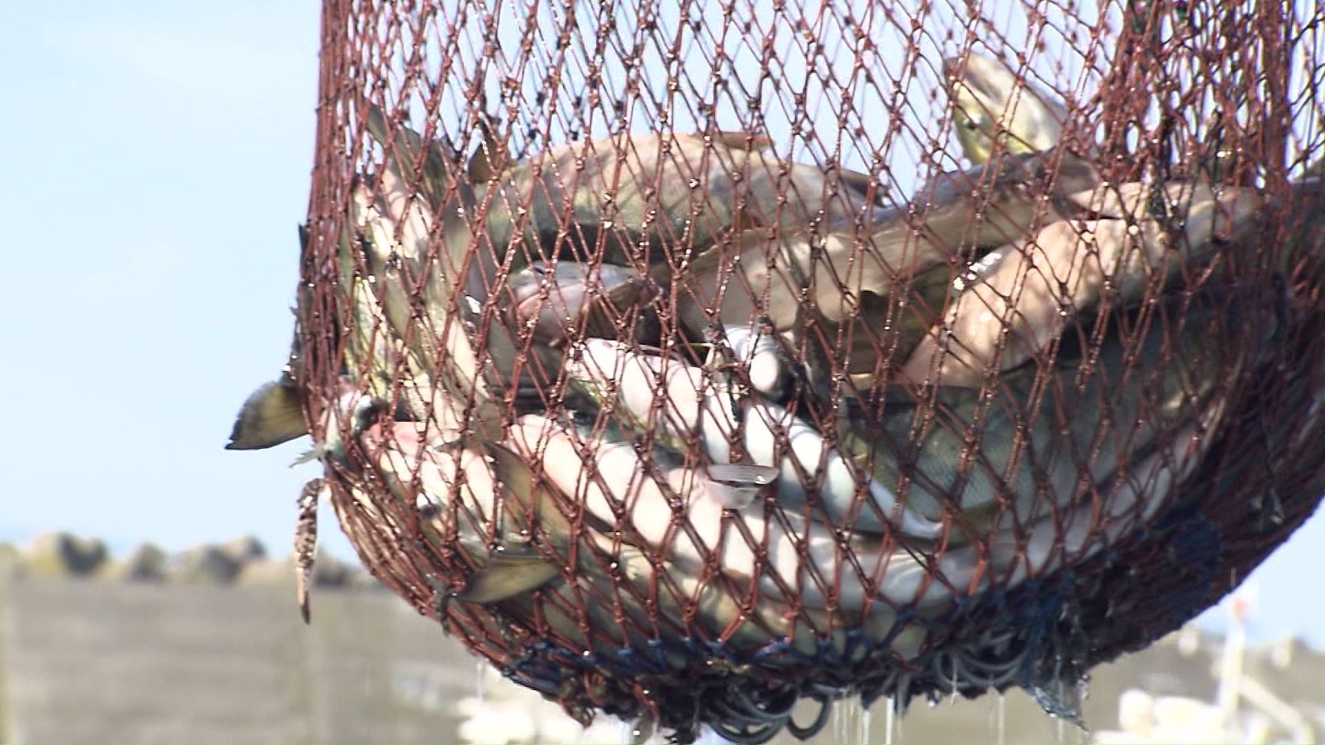 水揚げされる秋サケ