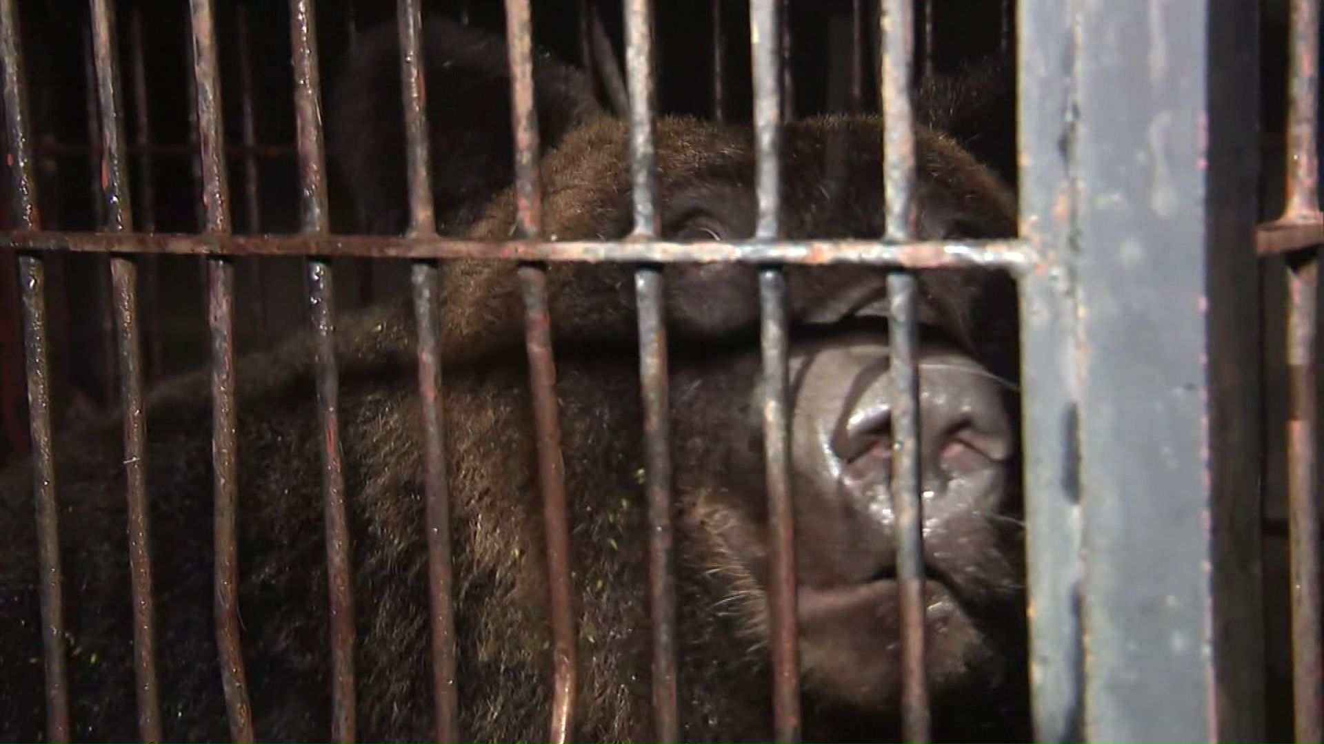 2か月続いた島牧村のクマ騒動