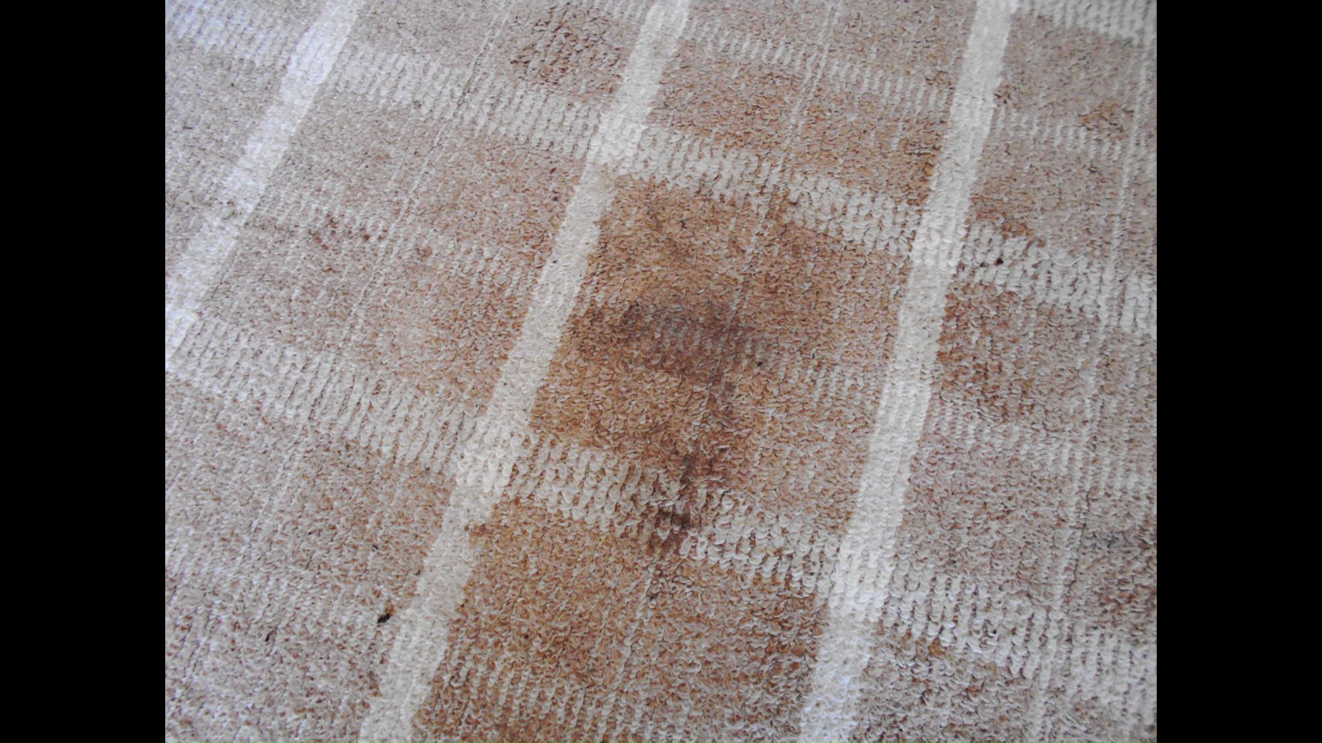 居間の床に残されたクマの足跡