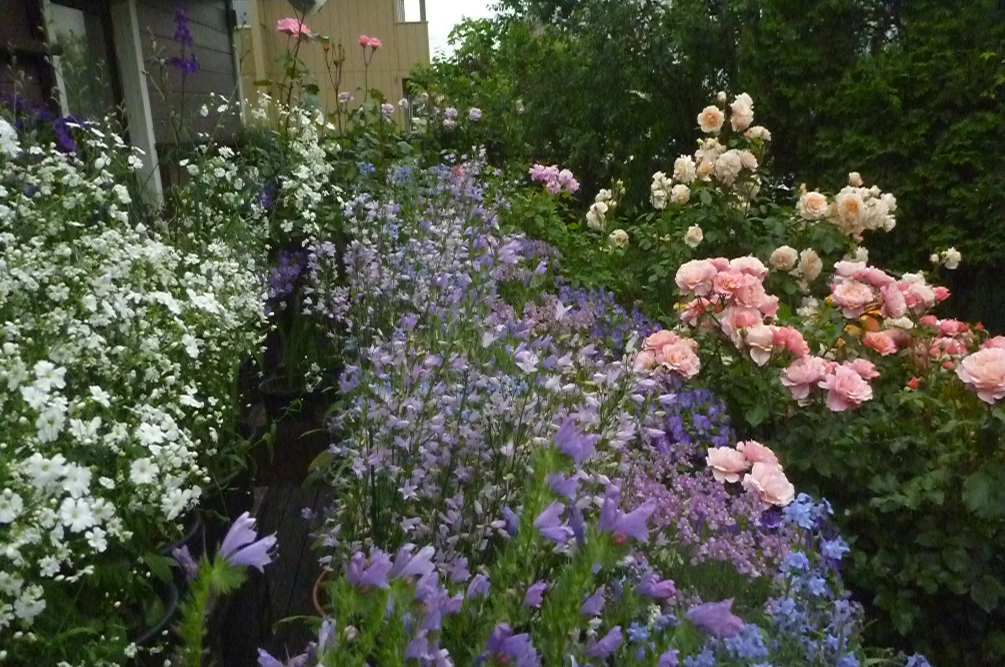 杉若さんのオープンガーデン