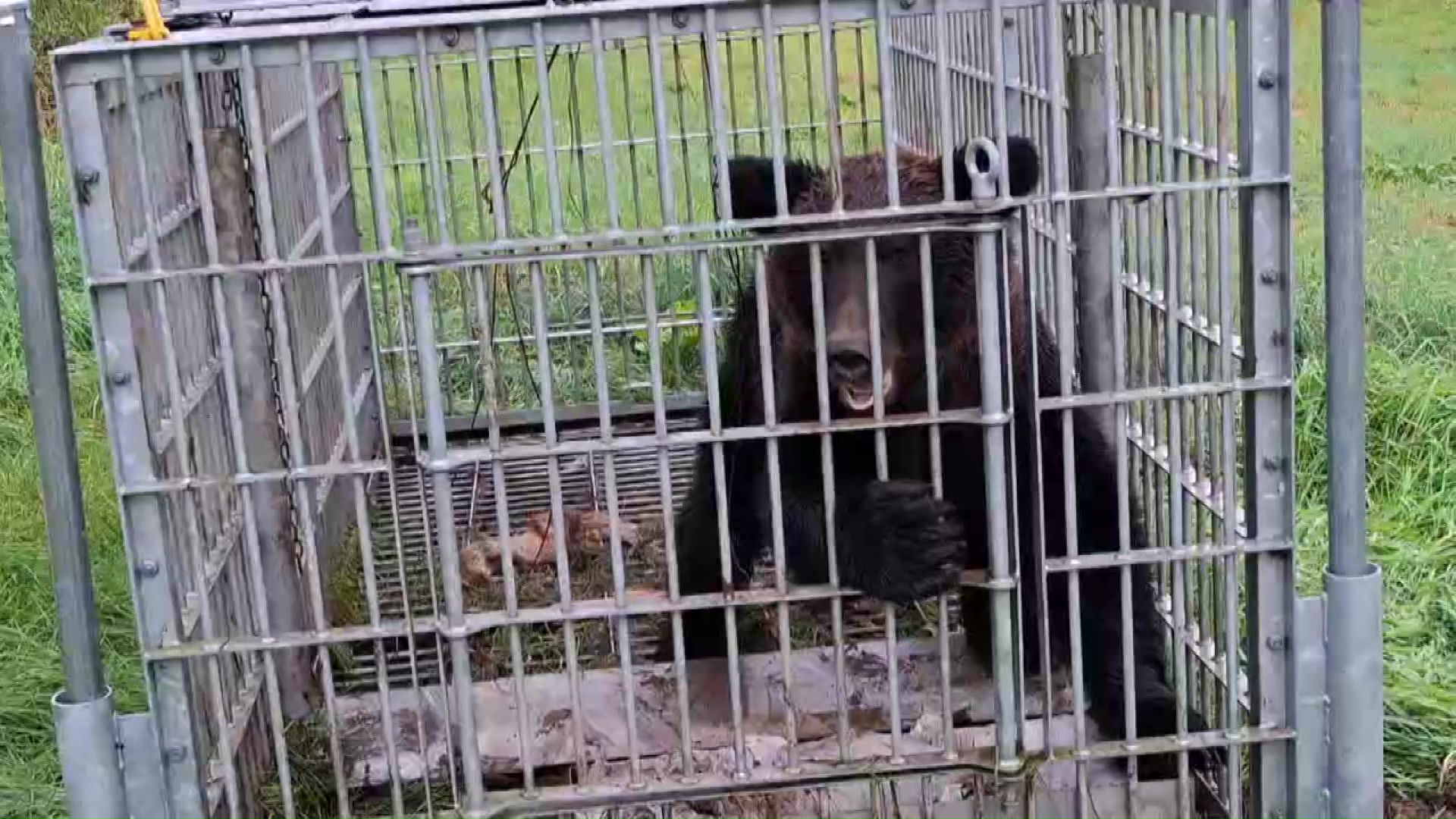 砂川市で捕獲されたクマ（提供：北海道猟友会砂川支部）