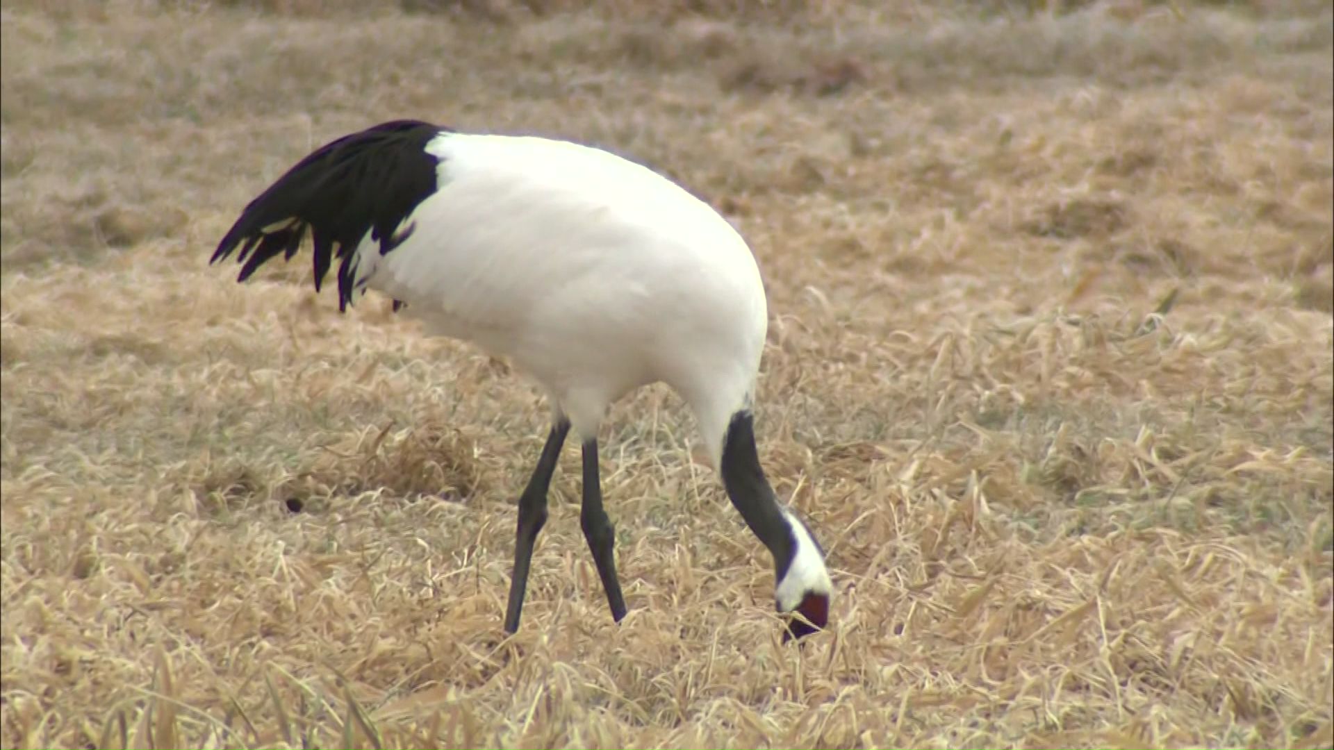 事業者に生息調査や保全計画作成を義務づけ(資料)