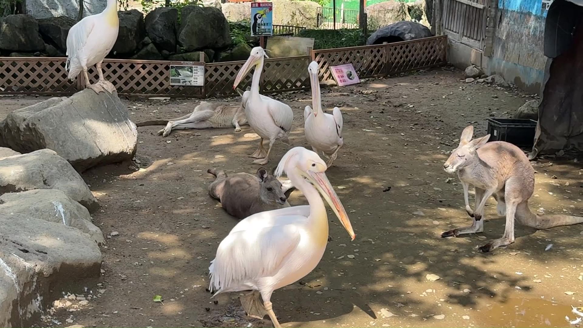 動物の移転の課題も（撮影:視聴者）