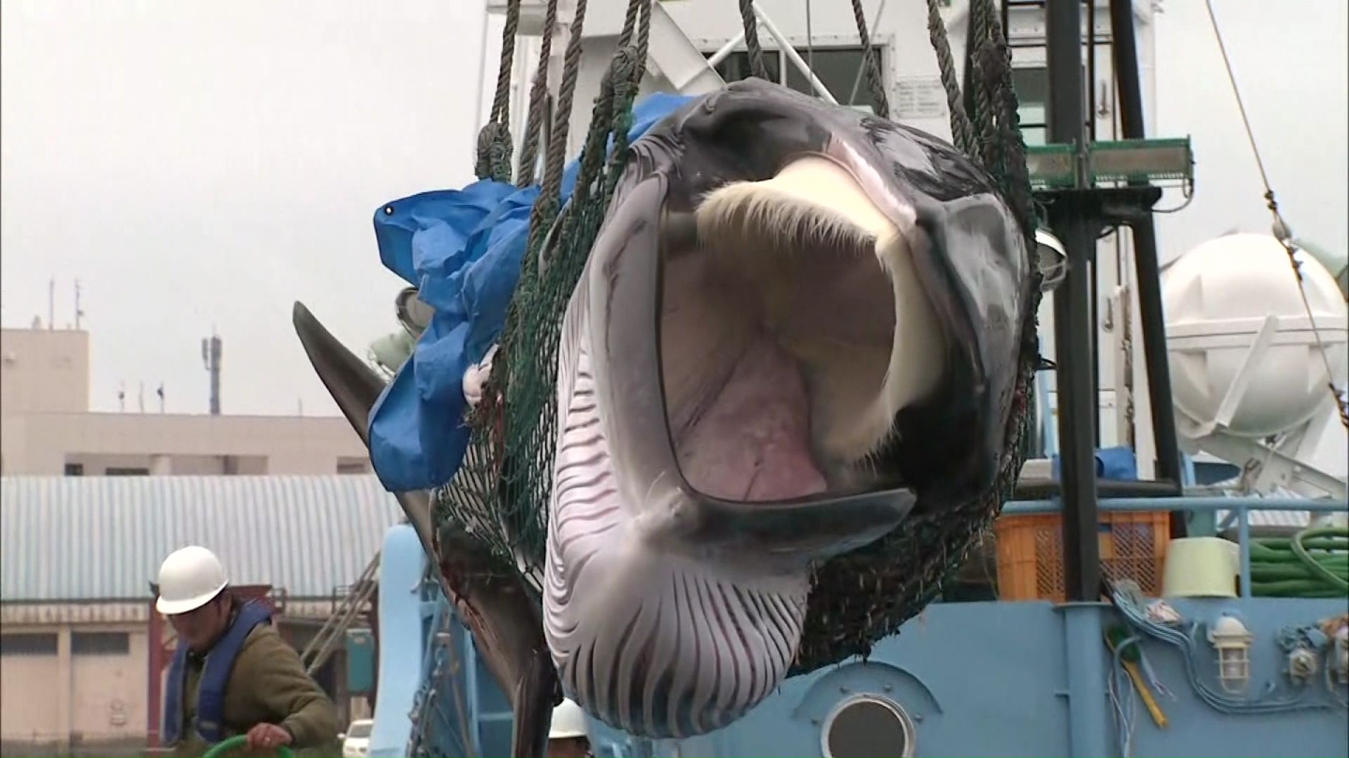 31年ぶりの商業捕鯨