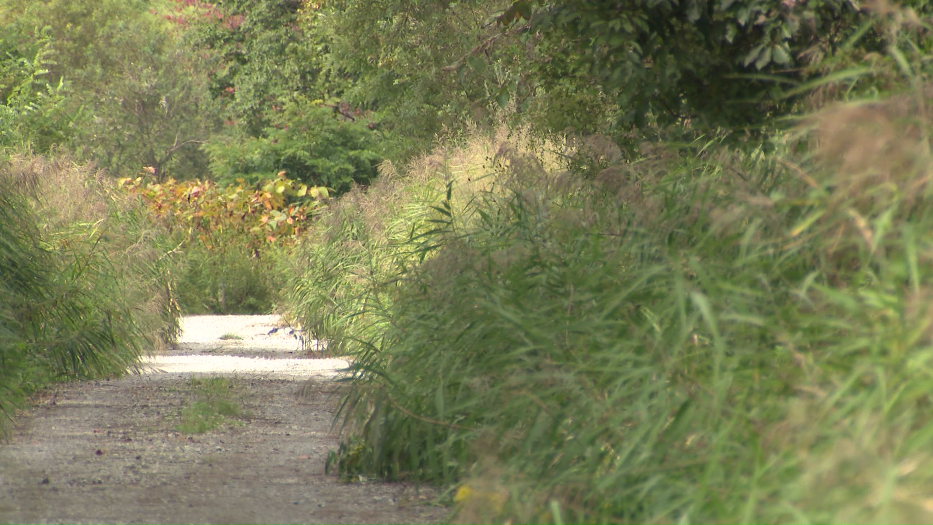 遺体がみつかった現場付近