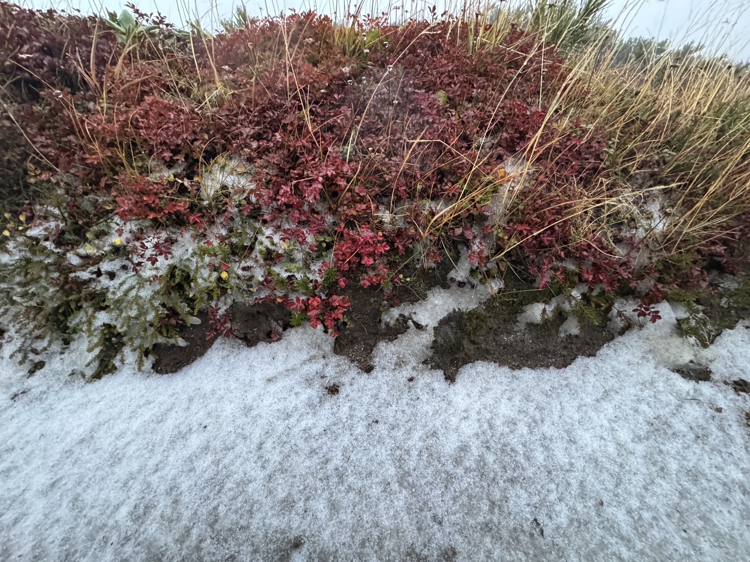 画像提供 NPO法人悠久の森