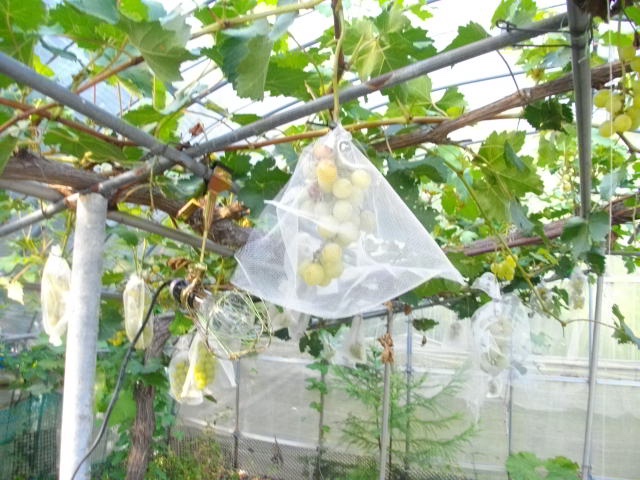 食害のあった知内町のブドウ（提供 北海道警）