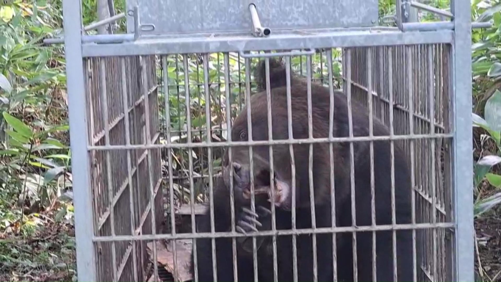 捕らえたのは約150kgのオス(提供:北海道猟友会支部)
