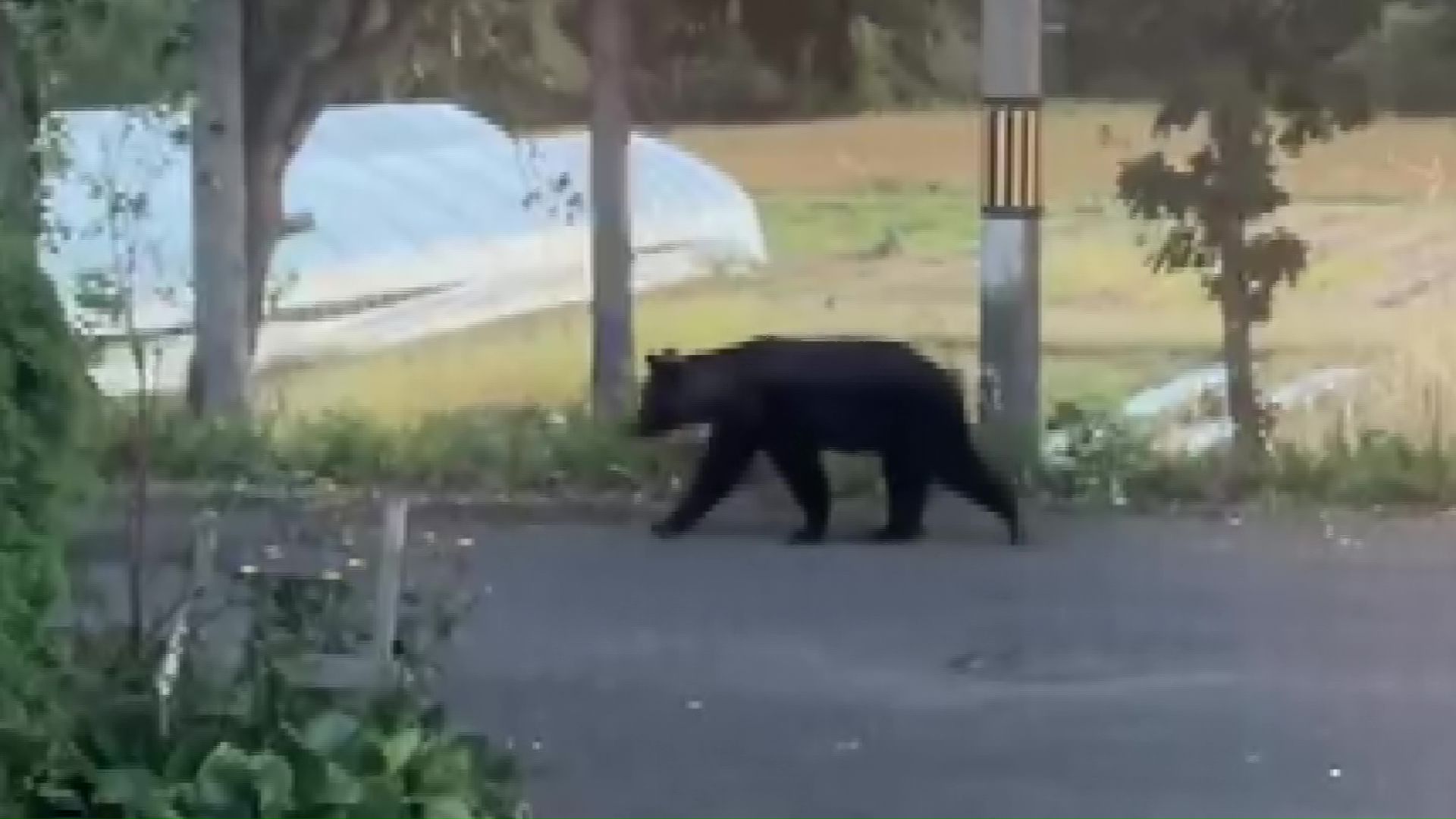 砂川で相次ぐクマ目撃(提供:視聴者)