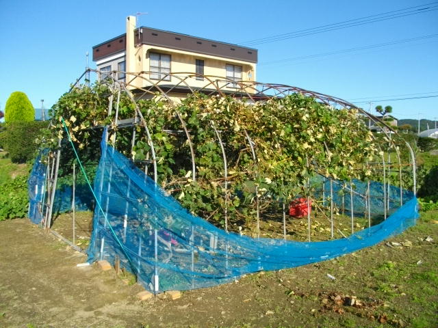 被害があった畑(提供:北海道警)
