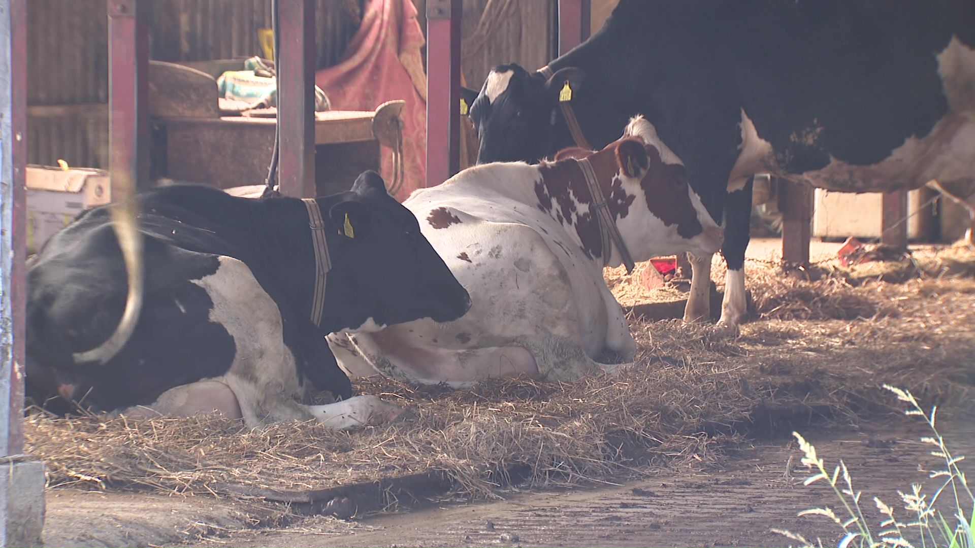 酪農家にも被害