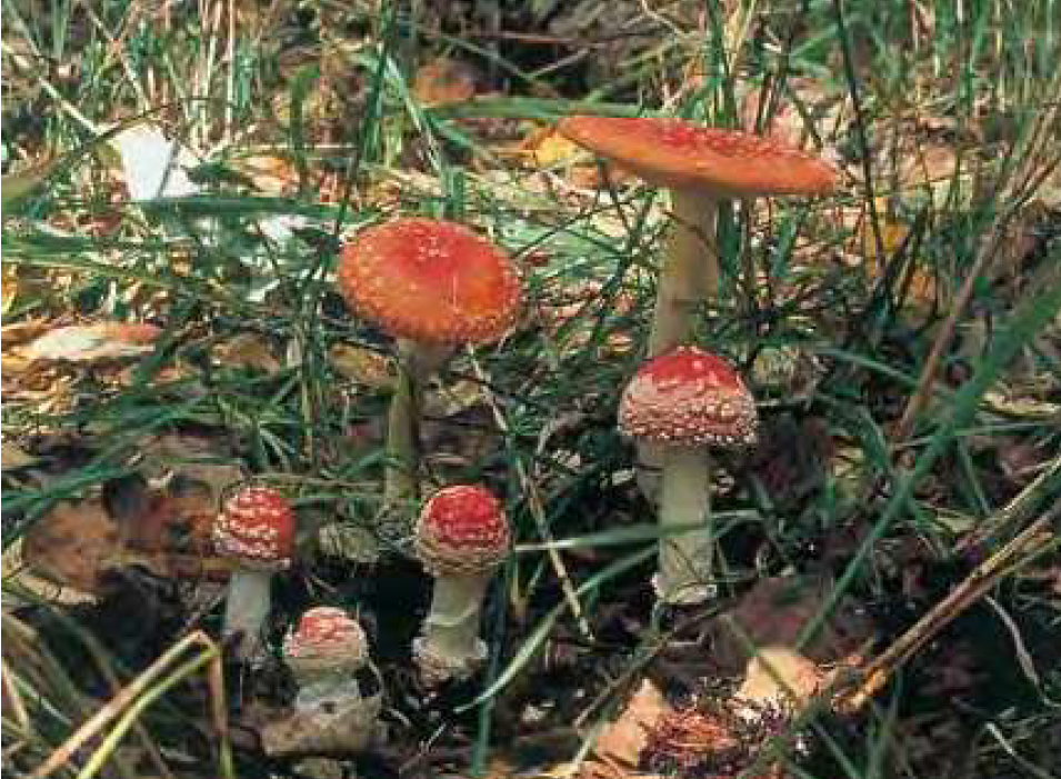 毒キノコのベニテングダケ(野や山のきのこハンドブックより)