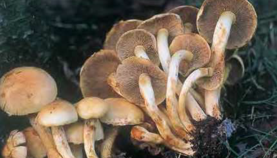 毒キノコのニガクリタケ（野や山のきのこハンドブックより）