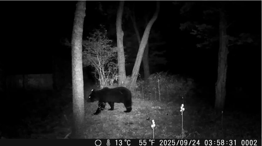9月24日に松前町の「専念寺」が設置した防犯カメラに映ったクマ（提供:北海道警）