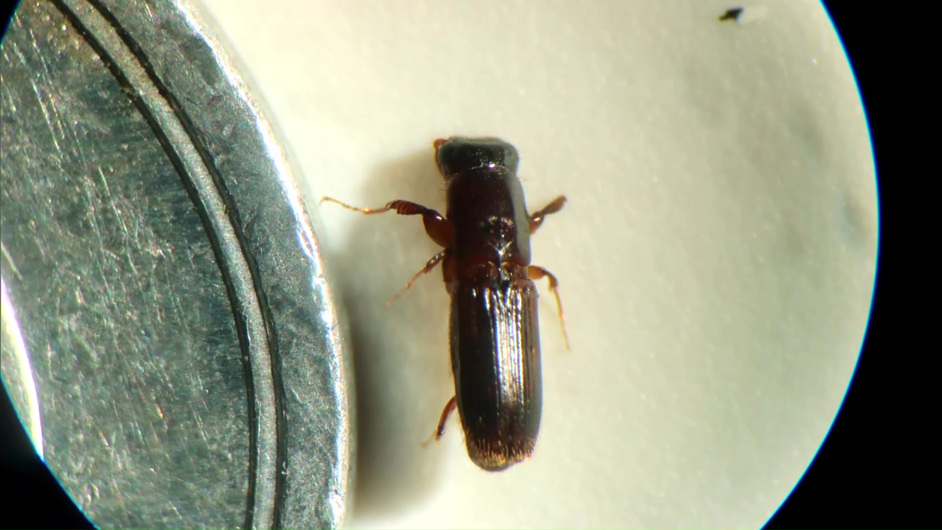 カシノナガキクイムシ(提供:北海道)